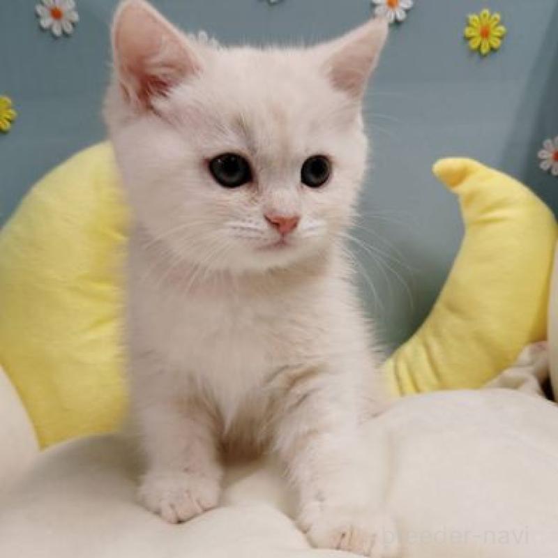 販売中の北海道のミヌエット-131290の3枚目