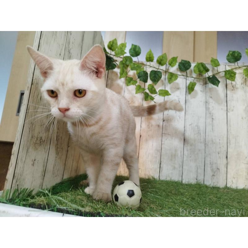 販売中の三重県のアメリカンショートヘア-120848の5枚目