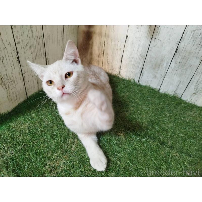 販売中の三重県のアメリカンショートヘア-120848の3枚目