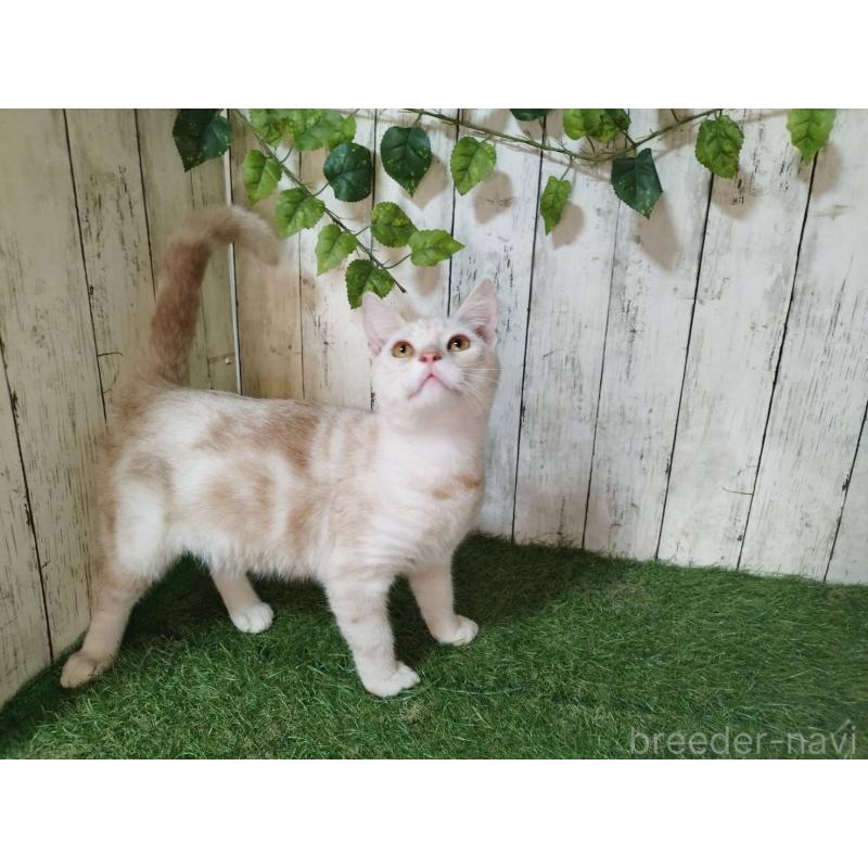 販売中の三重県のアメリカンショートヘア-120848の2枚目