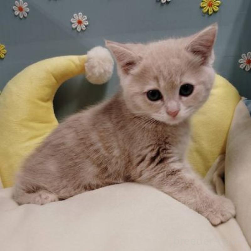 販売中の北海道のミヌエット-131294の4枚目