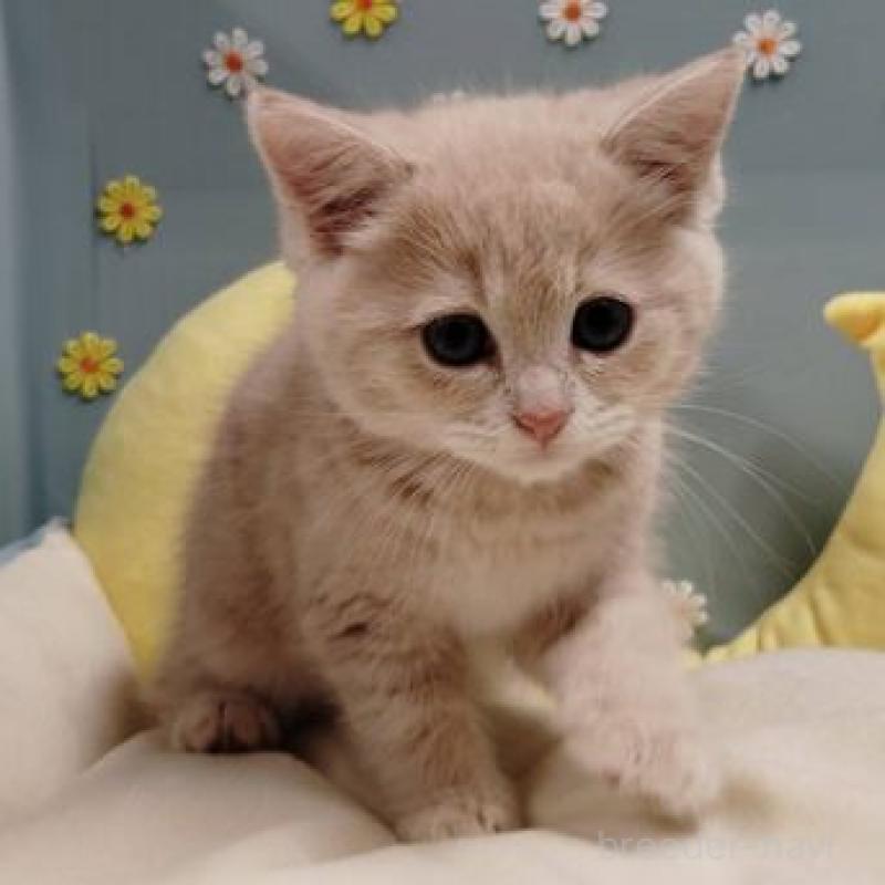 販売中の北海道のミヌエット-131294