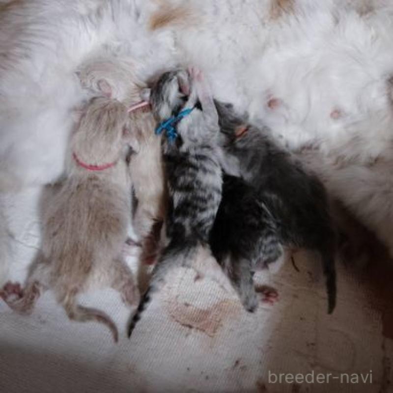 販売中の北海道のミヌエット-131294の2枚目