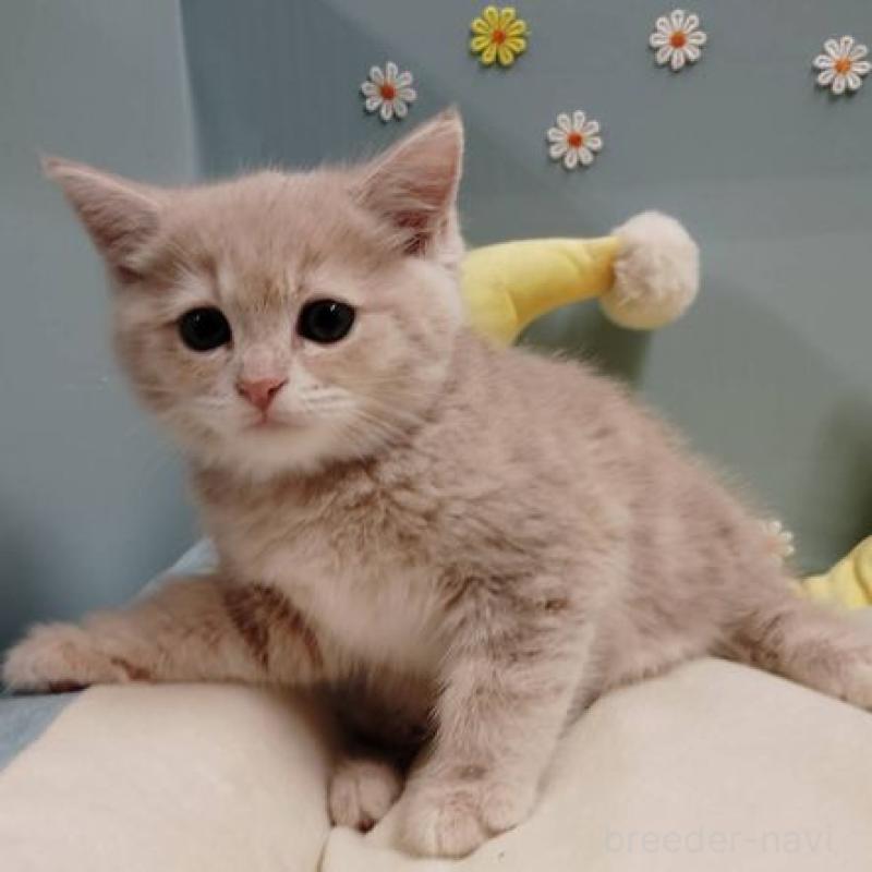 販売中の北海道のミヌエット-131294の3枚目