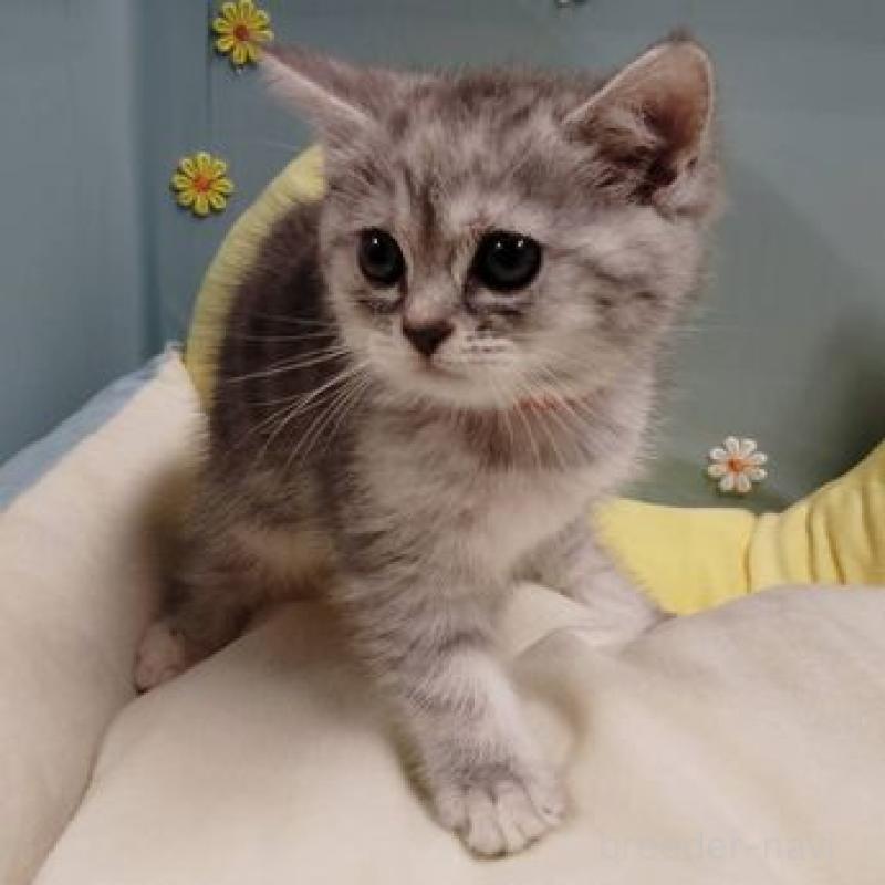 販売中の北海道のミヌエット-131300の4枚目