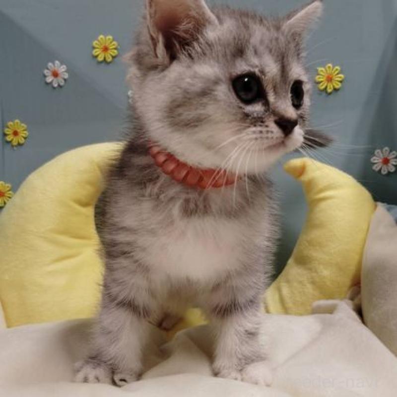 販売中の北海道のミヌエット-131300の2枚目