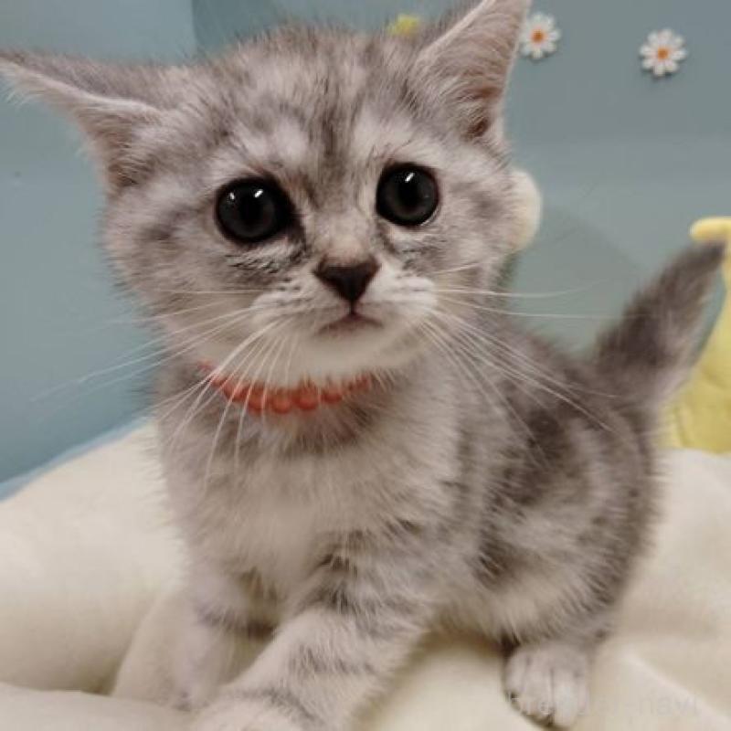 販売中の北海道のミヌエット-131300の1枚目