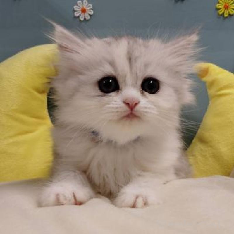 販売中の北海道のミヌエット-131304