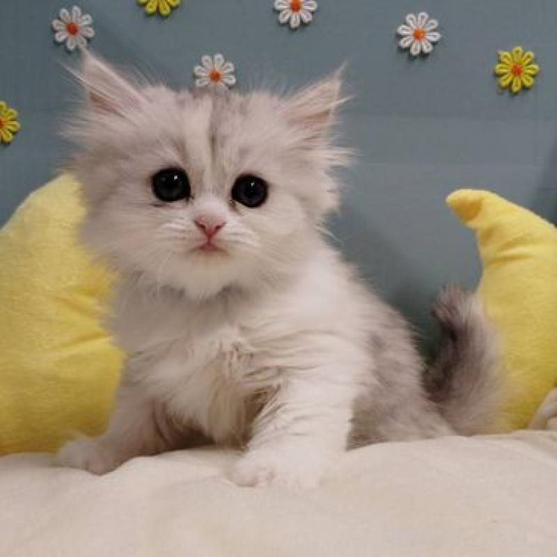 販売中の北海道のミヌエット-131304の4枚目