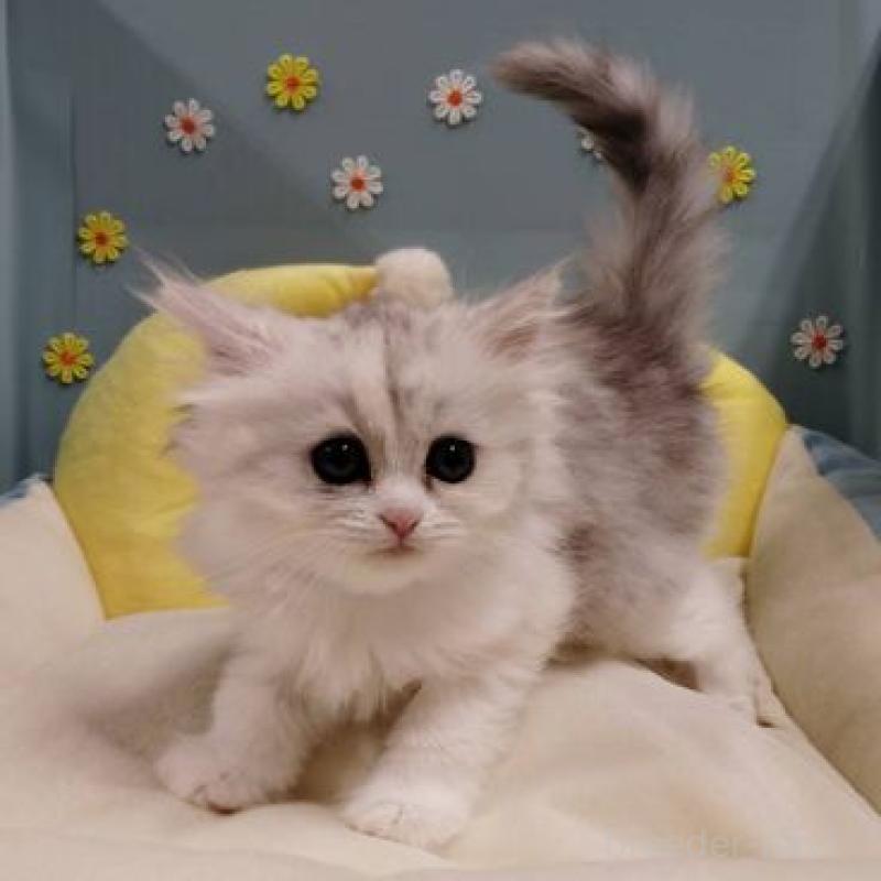 販売中の北海道のミヌエット-131304の2枚目