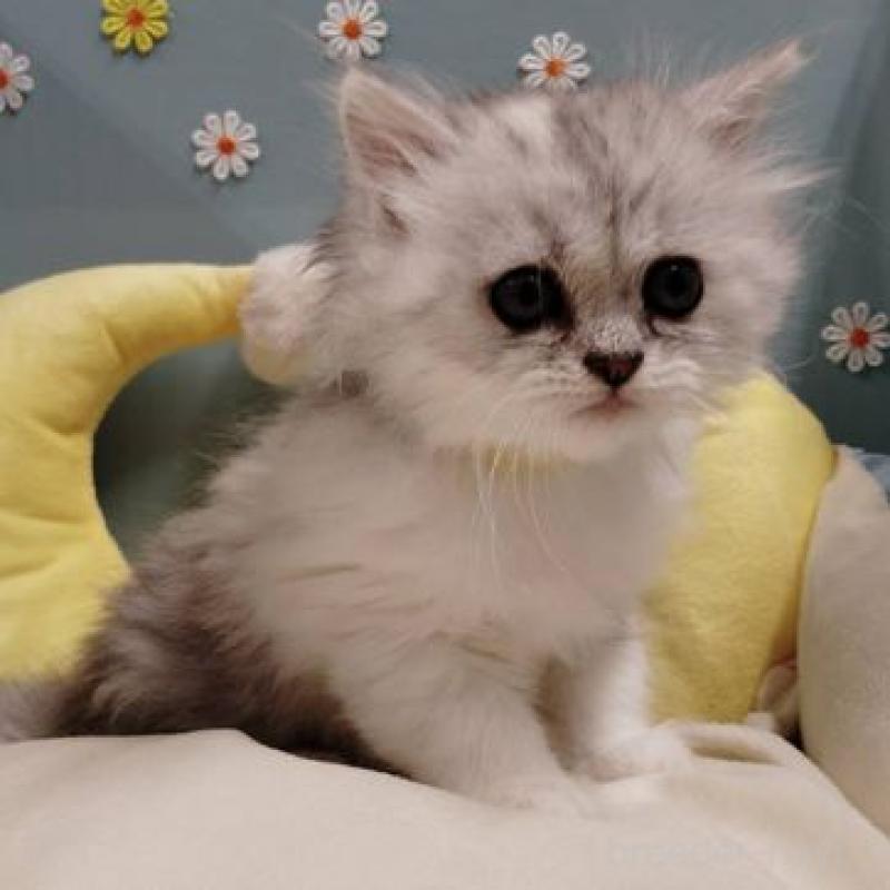 販売中の北海道のミヌエット-131305の4枚目