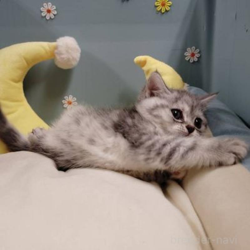 販売中の北海道のミヌエット-131305の3枚目