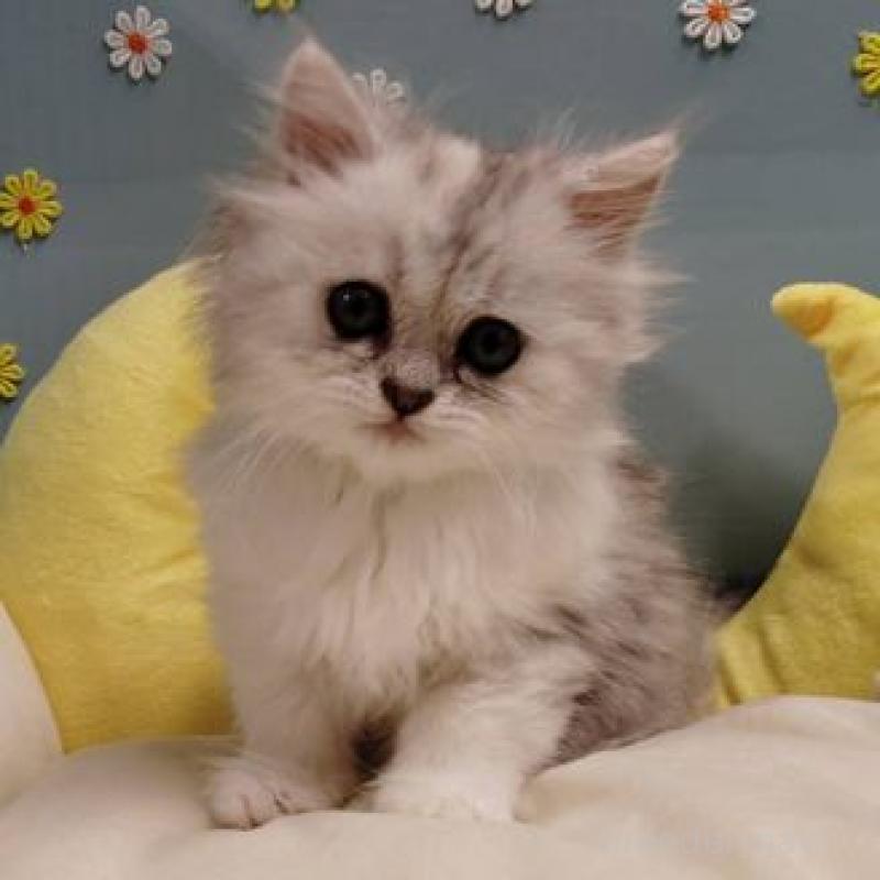 販売中の北海道のミヌエット-131305