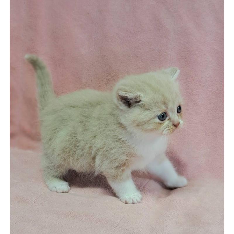 販売中の茨城県のミヌエット-131307の7枚目