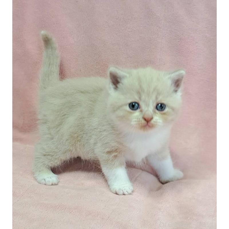 販売中の茨城県のミヌエット-131307の6枚目