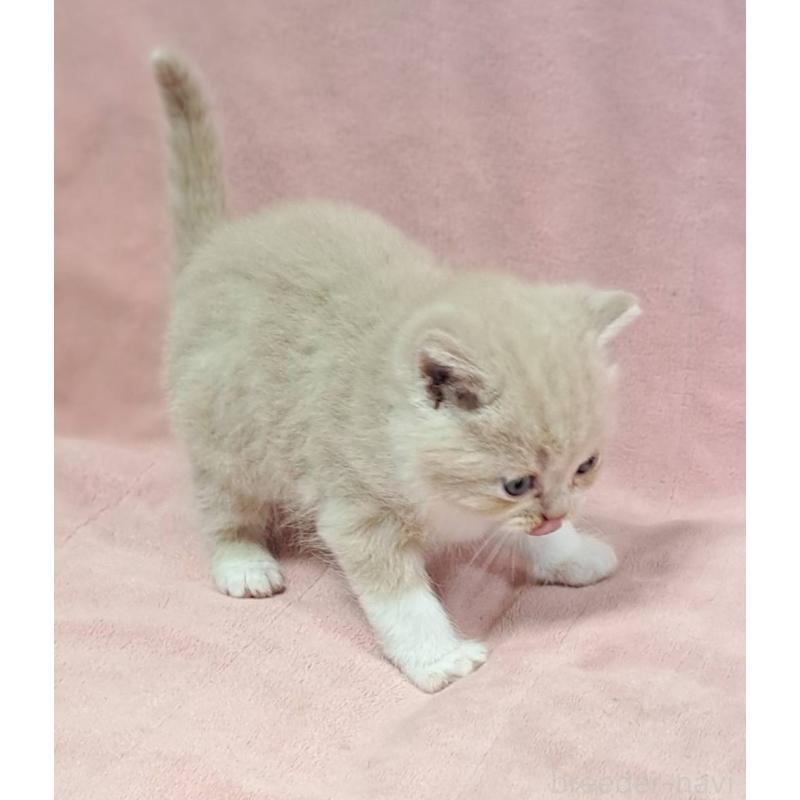 販売中の茨城県のミヌエット-131307の5枚目