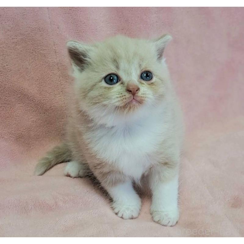 販売中の茨城県のミヌエット-131307の4枚目