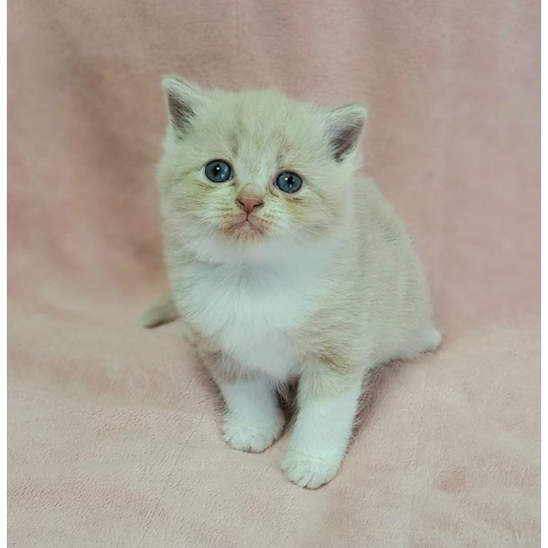 販売中の茨城県のミヌエット-131307の3枚目