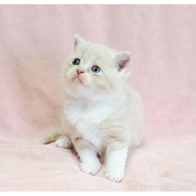 販売中の茨城県のミヌエット-131307の2枚目