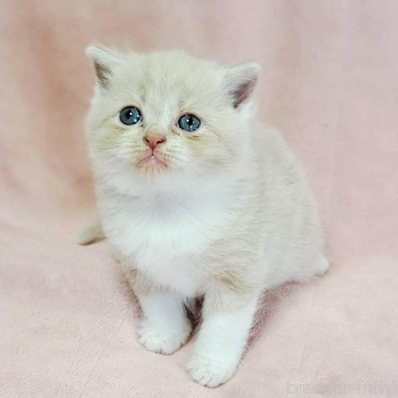 販売中の茨城県のミヌエット-131307の1枚目