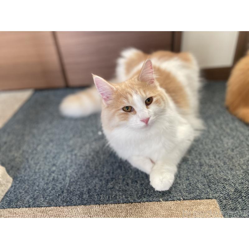 販売中の千葉県のサイベリアン-115325の9枚目