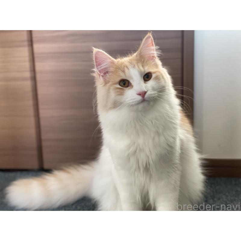 販売中の千葉県のサイベリアン-115325の7枚目