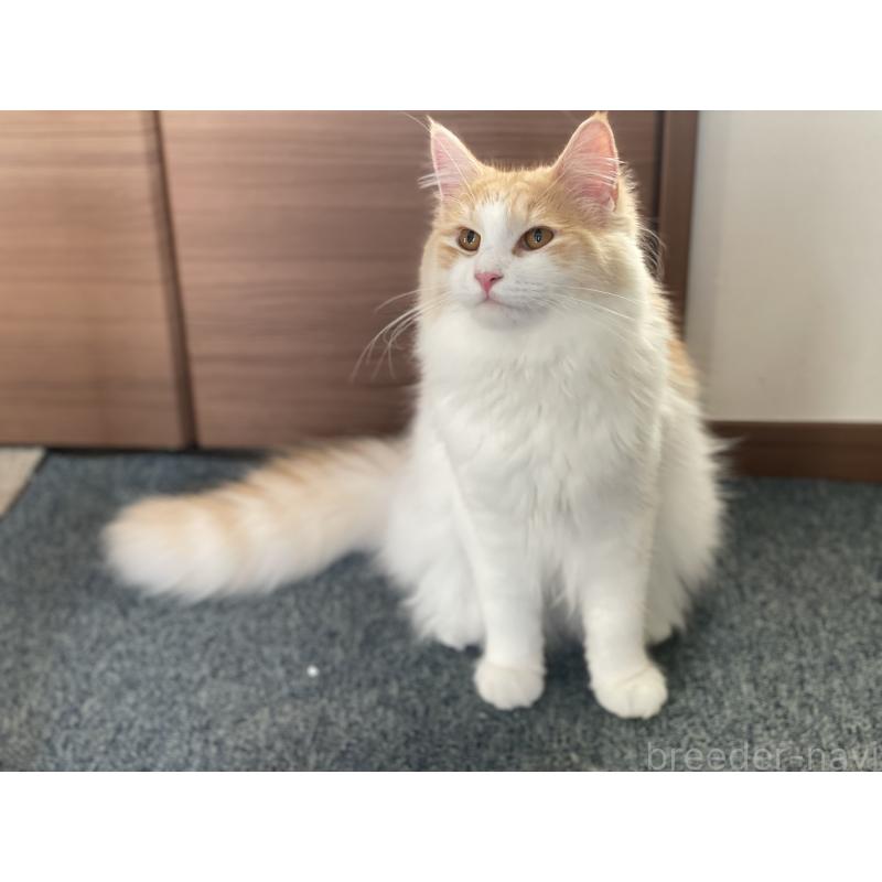 販売中の千葉県のサイベリアン-115325の6枚目