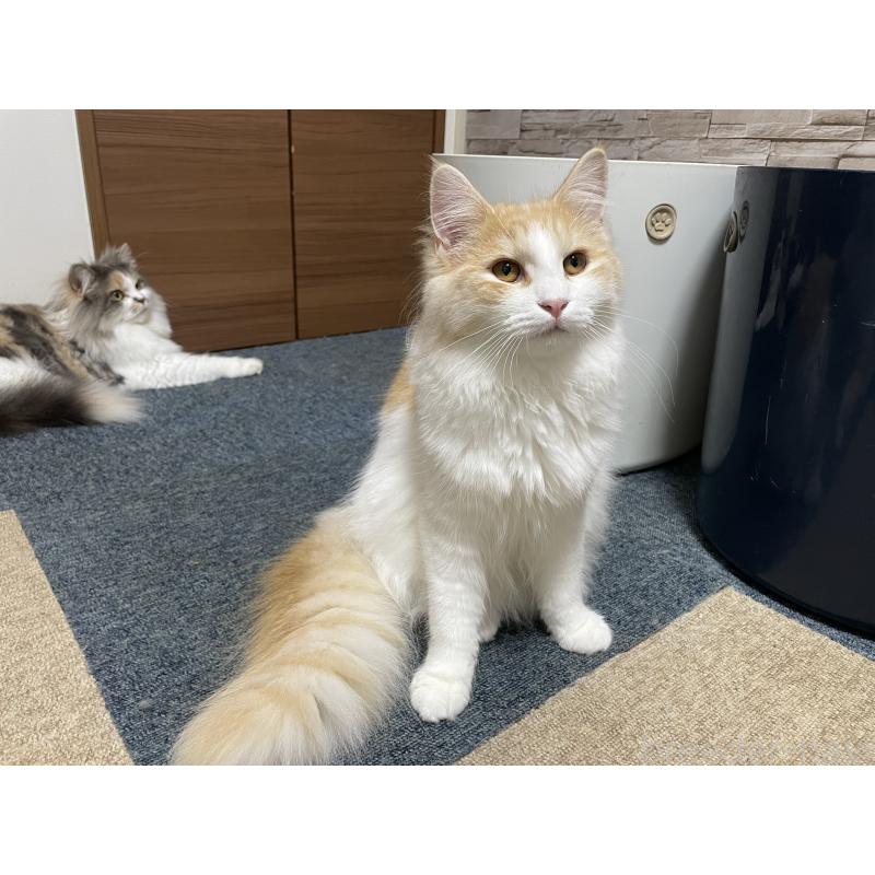 販売中の千葉県のサイベリアン-115325の5枚目