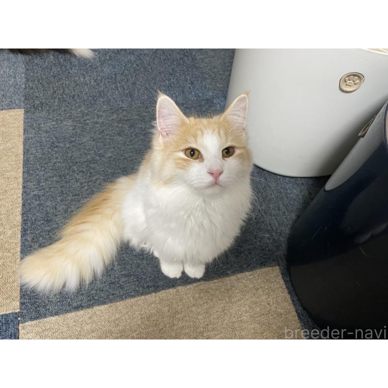 販売中の千葉県のサイベリアン-115325の3枚目