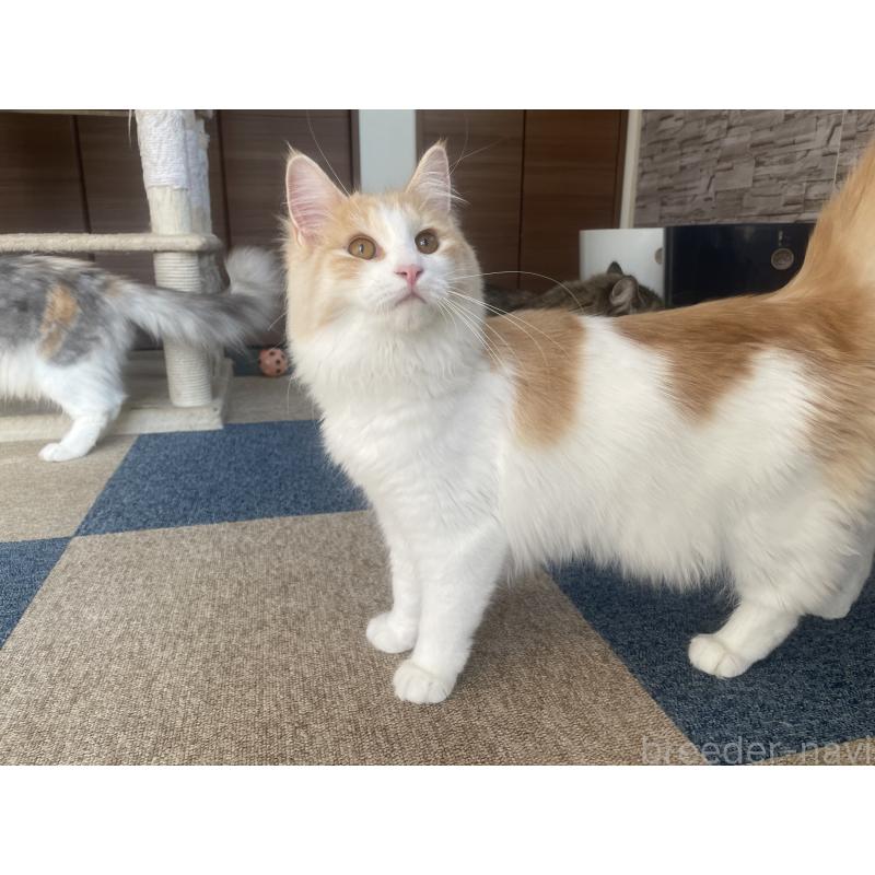 販売中の千葉県のサイベリアン-115325の2枚目