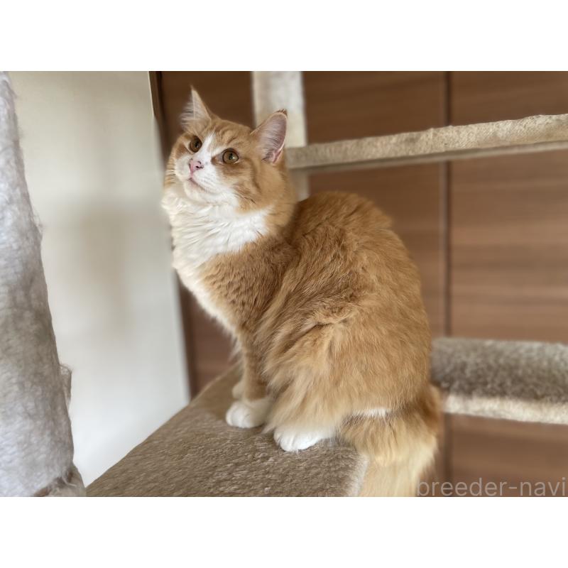 成約済の千葉県のサイベリアン-115327の9枚目