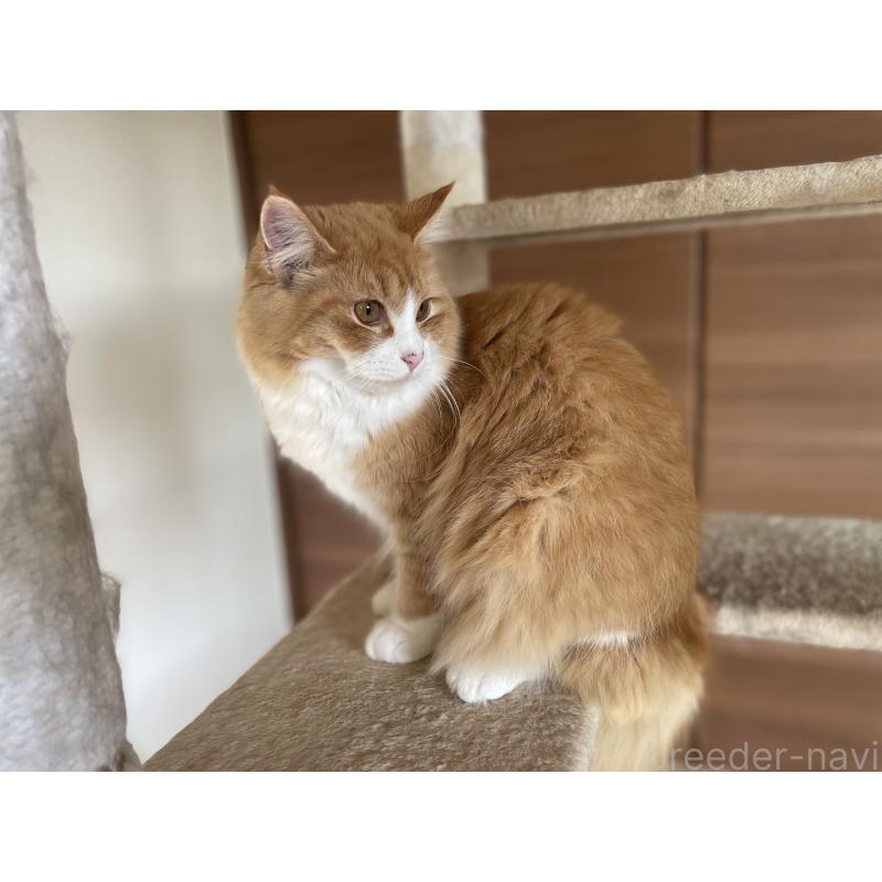 成約済の千葉県のサイベリアン-115327の8枚目