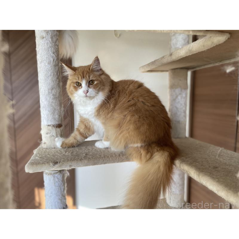 成約済の千葉県のサイベリアン-115327の6枚目