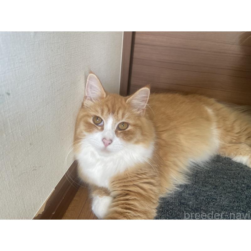 成約済の千葉県のサイベリアン-115327の4枚目