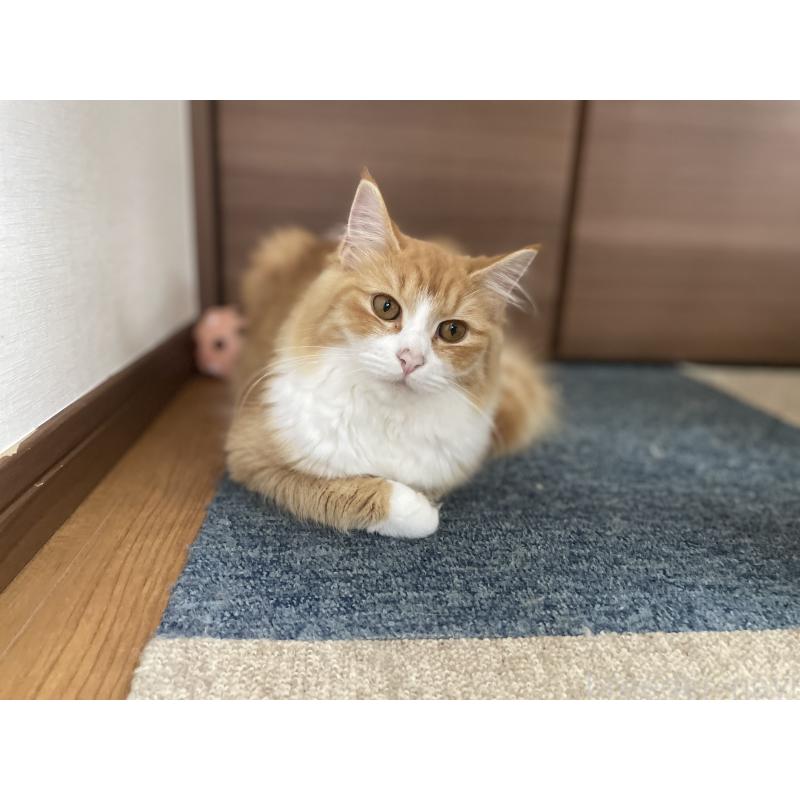 成約済の千葉県のサイベリアン-115327の3枚目