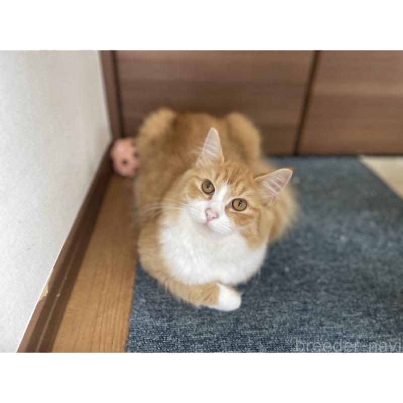 成約済の千葉県のサイベリアン-115327の2枚目