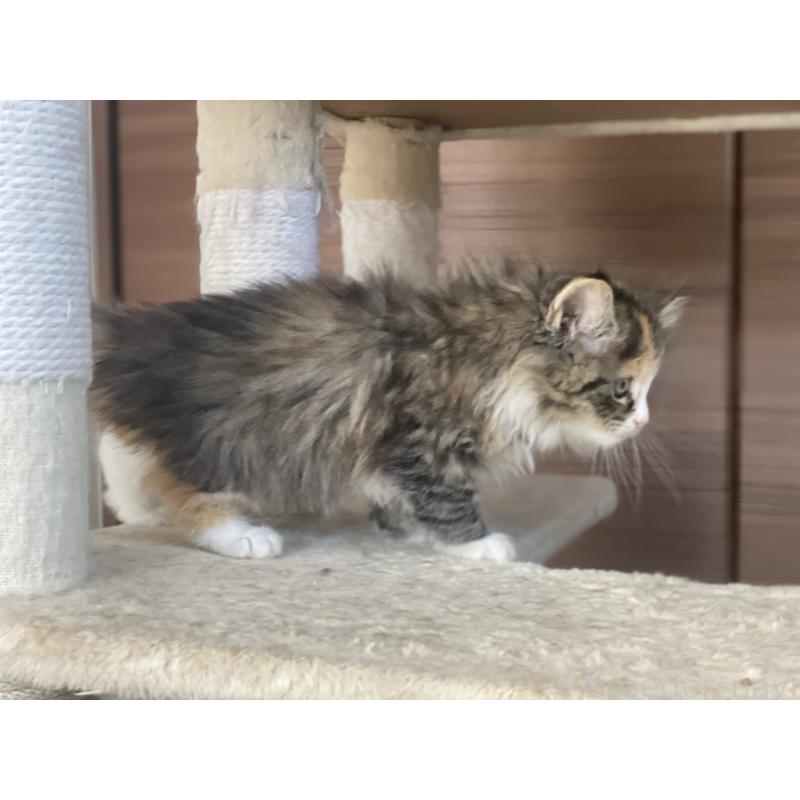 販売中の千葉県のサイベリアン-129137の16枚目