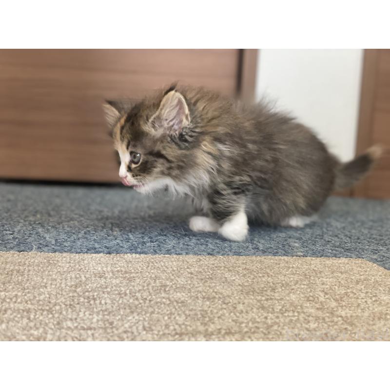 販売中の千葉県のサイベリアン-129137の15枚目