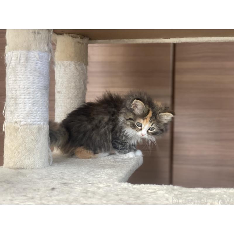 販売中の千葉県のサイベリアン-129137の14枚目