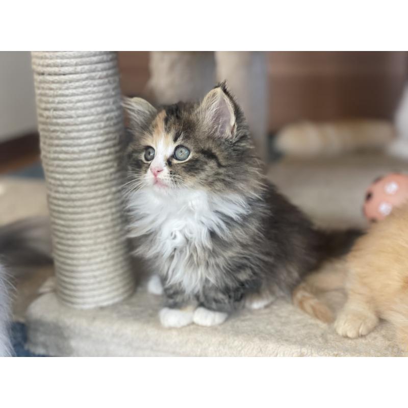 販売中の千葉県のサイベリアン-129137の13枚目