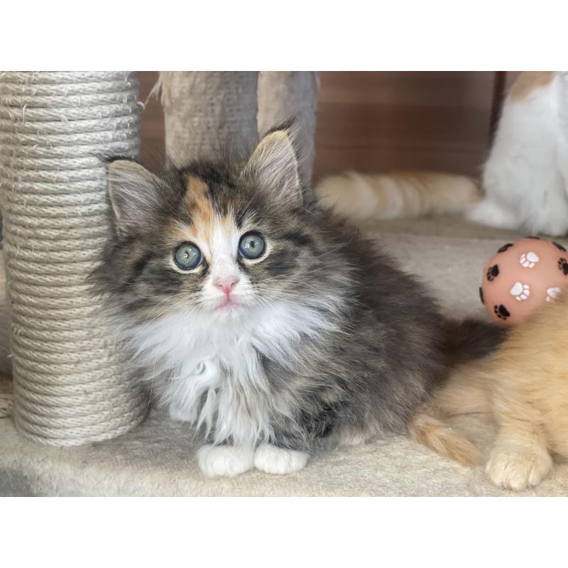 販売中の千葉県のサイベリアン-129137の12枚目