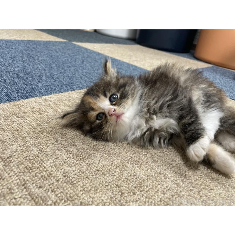 販売中の千葉県のサイベリアン-129137の11枚目