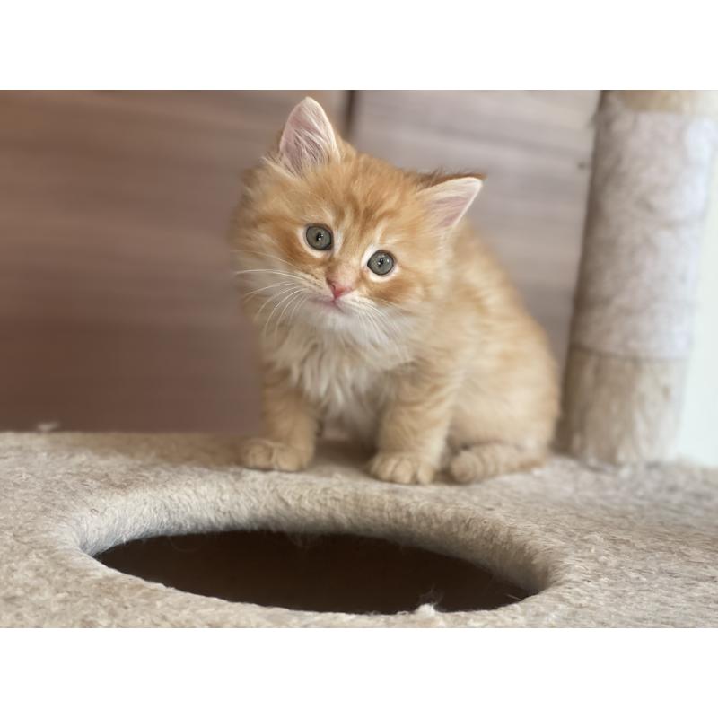 販売中の千葉県のサイベリアン-129142の19枚目