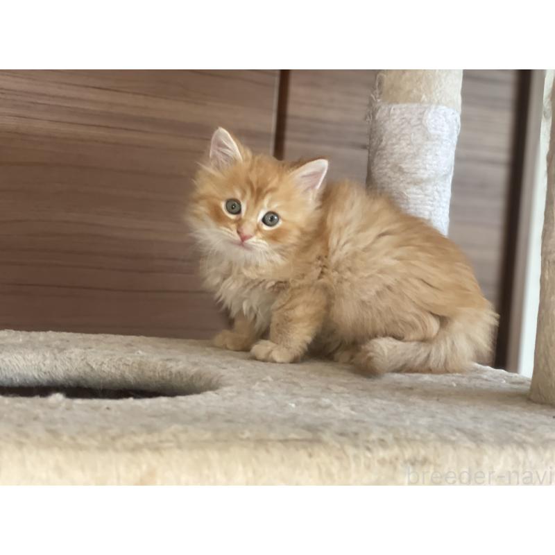 販売中の千葉県のサイベリアン-129142の18枚目