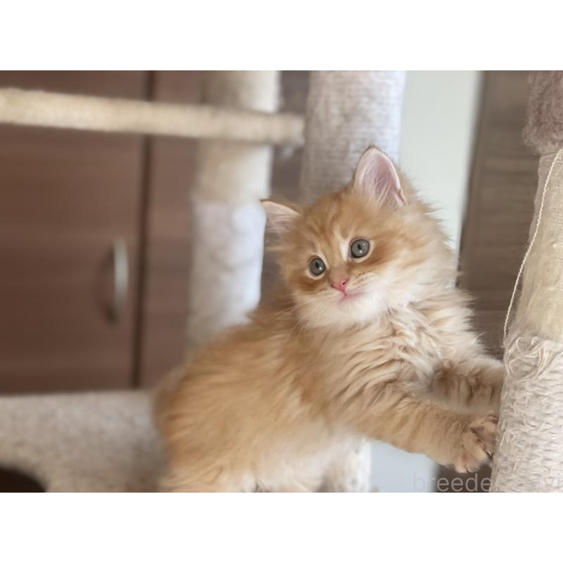 販売中の千葉県のサイベリアン-129142の17枚目