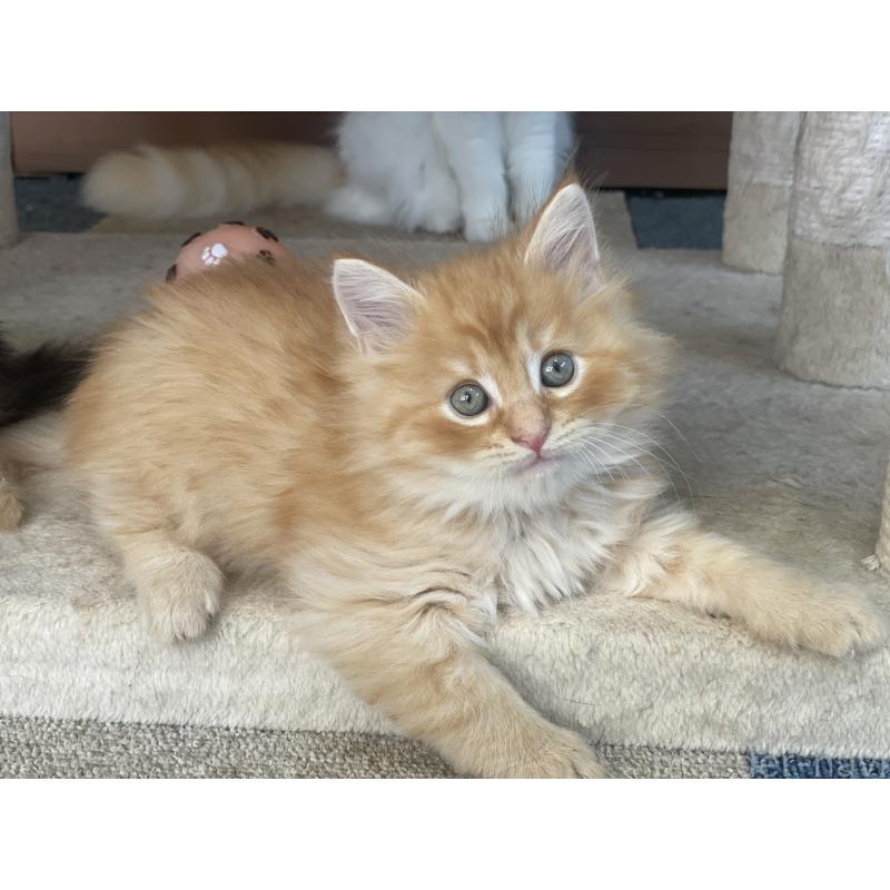 販売中の千葉県のサイベリアン-129142の16枚目