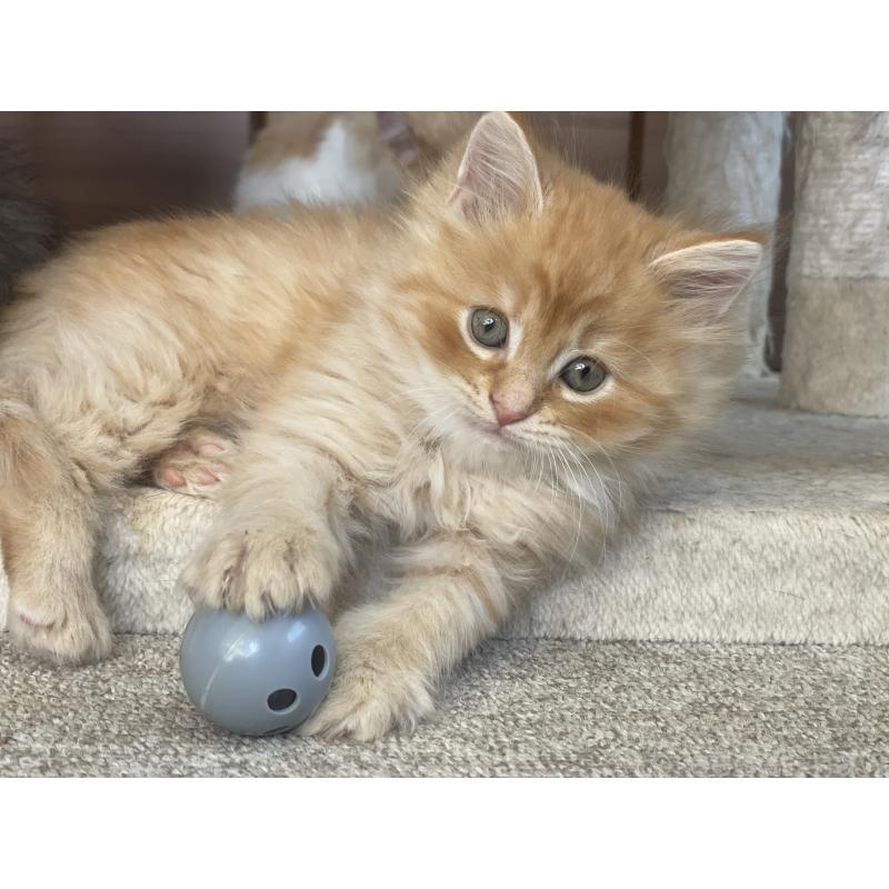 販売中の千葉県のサイベリアン-129142の15枚目