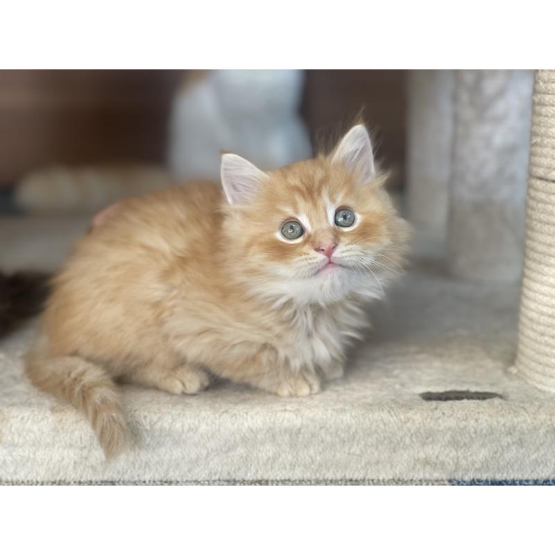 販売中の千葉県のサイベリアン-129142の14枚目