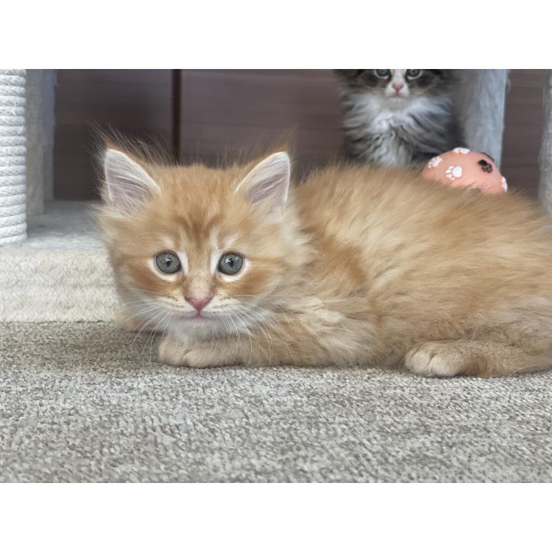 販売中の千葉県のサイベリアン-129142の13枚目