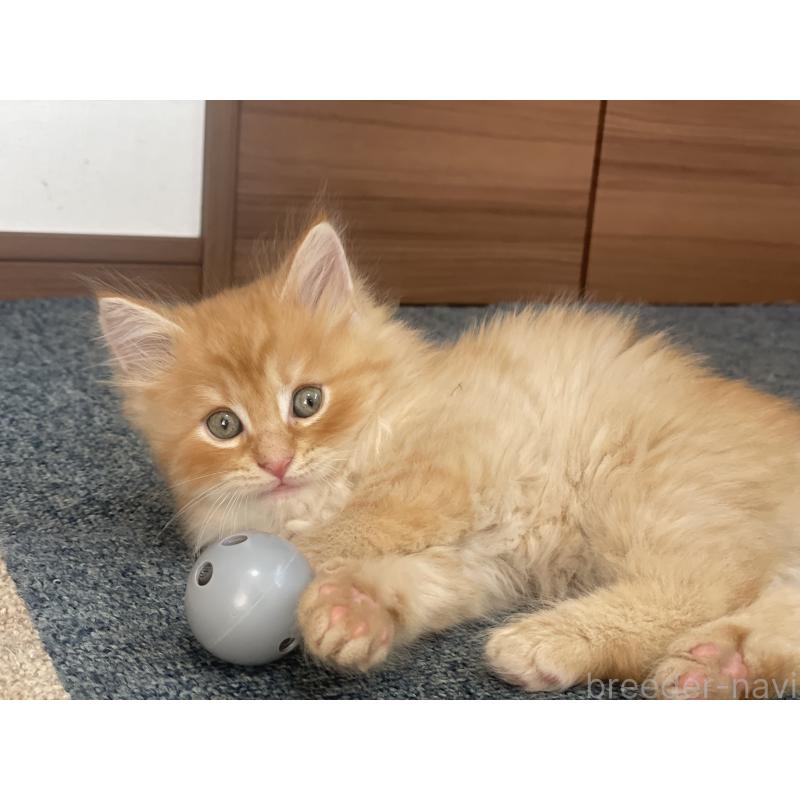 販売中の千葉県のサイベリアン-129142の12枚目